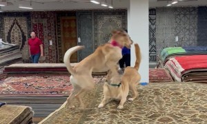 Dogs Race On Rugs
