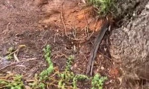Tree Leaks Water