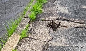 Orphaned Ducklings Helped Across Road