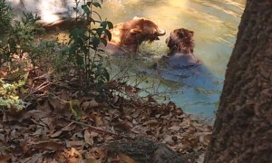 Two Bears Chillin In A Pond