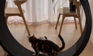 Cat Siblings Are Selfish With The Wheel