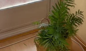 Kitten Explores The Native House Flora