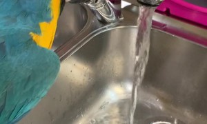 Parrot Likes Only The Freshest Water