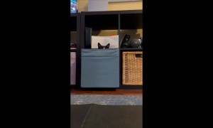 Rainbow The Goalkeeper Cat