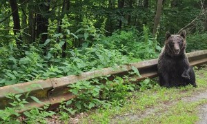 Transfagarasan Brown Bear Waves Hello