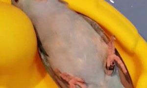 No Thoughts, Just Float