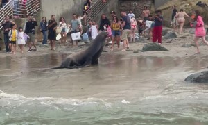 Sea Lions Don't Like Tourists