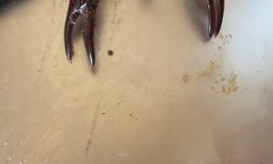 Crawfish Clamps Down