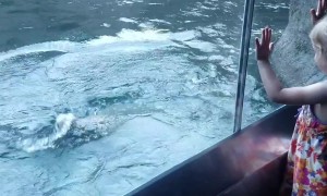 Playful Polar Bear Entertains Family at the Zoo