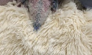 Parrot Kisses Baby Chicks