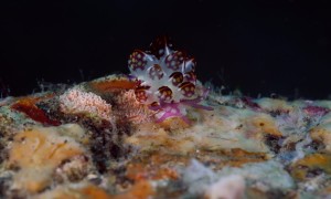 Sea Slug Walking on the Reef