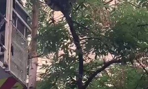 Python Removed From Barcelona Tree