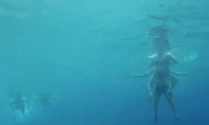 Sea Turtles Nibble On Discarded Shark Head