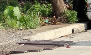 Bird Bothers Stray Dog