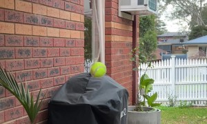 Best Birthday Present For Ball-Obsessed Dog