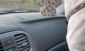 Whining At Wiper Blades