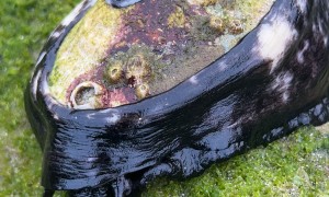 Laguna Limpet Lunchtime