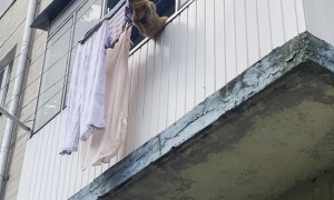 Cat Lounges On Clothesline