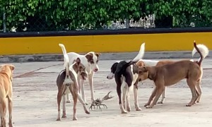 Stray Dogs Bark At Big Crab