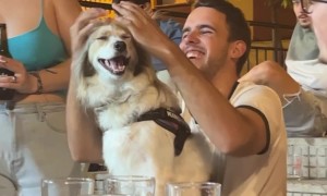 Dog's Hair Brushed Into Rad Mohawk