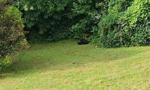 Bear Cub Disappointed By Wrestling Outcome