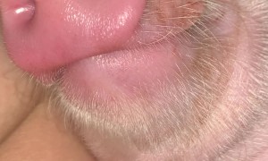 Sleeping Swine Softly Snores