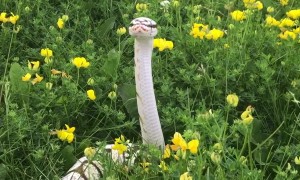 Beautiful Snake Enjoys the Flowers