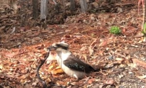 Kookaburra Takes Lunch To Go