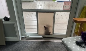 Corgi Puppy Tumbles Through Dog Door