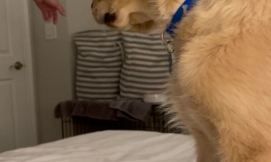 Dog Dad Isn't A Disciplinarian