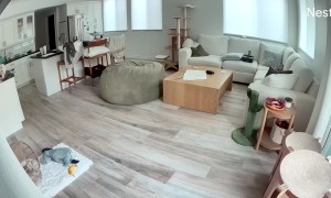 Puking Cat Targets Brother