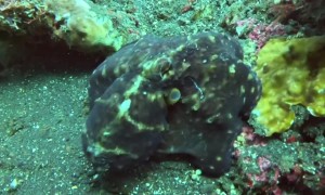 Day Octopus Shows Off Colorful Display