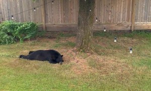 Snoozing Bear Sploots