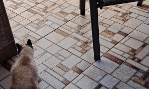 Dog Ruins Hunt With Enthusiastic Charge