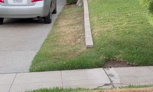 Morning Chat With Neighborhood Bear