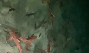 Nighttime Villa Visitors