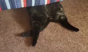 Cat Lays on His Back Under the Bed While Son Games