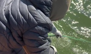Rescuing a Bird Caught in a Fishing Net