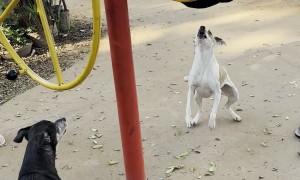 Spinning in Circles Draws a Barking Audience