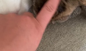 Bunnies Make a Mess With Toilet Paper