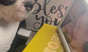 Boston Terrier Cries While Looking at Photo of Lost Loved One