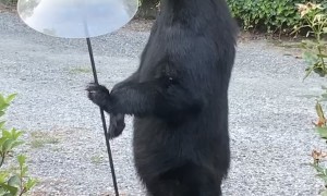 Bear Standing Eating From Bird Feeder