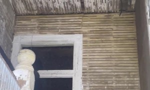 Critter Catcher Inspects Bat Infested Building