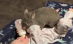 Toddler Plays With Pet Wombat