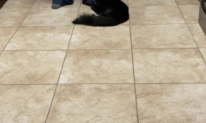 Binxy Loves Being Slid Across the Floor