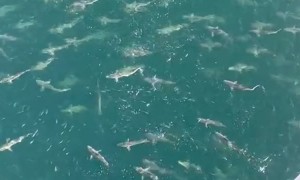Sizeable Shiver of Sharks Spotted From an Oil Rig