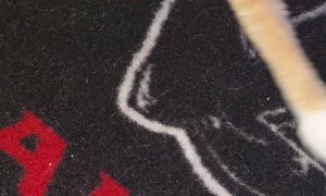 Cat Hustles Human in Game of Craps