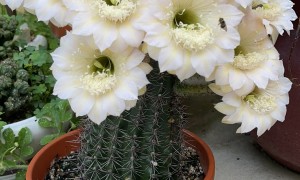 Blooming Cactus Time-Lapse