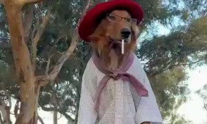 Dog Poses on Horseback