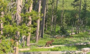 Mama Bear and Cub Wander Through Forest in Yellowstone